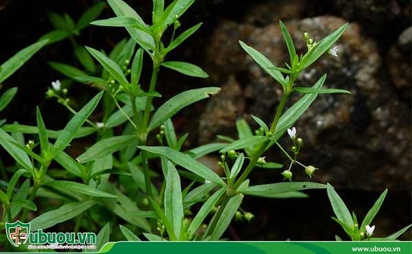 Bạch hoa xà thiệt thảo có khả năng ức chế sự phát triển của khối u ung thư Bạch hoa xà thiệt thảo - Bài thuốc trong điều trị ung thư gan bằng Đông y