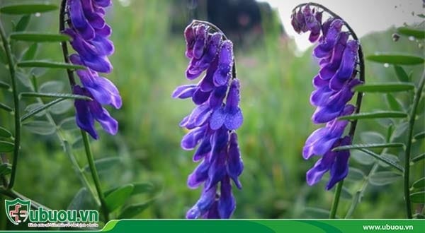 Cây bán chi liên - Cách điều trị ung thư gan thường được sử dụng Cây bán chi liên - Cách điều trị ung thư gan thường được sử dụng