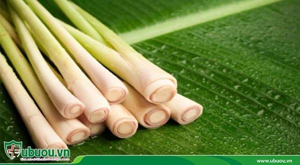 Người ta tìm thấy hợp chất giúp hỗ trợ bệnh nhân kiểm soát ung thư gan hiệu quả có trong sả Sử dụng sả để hỗ trợ điều trị bệnh ung thư gan bằng Đông y