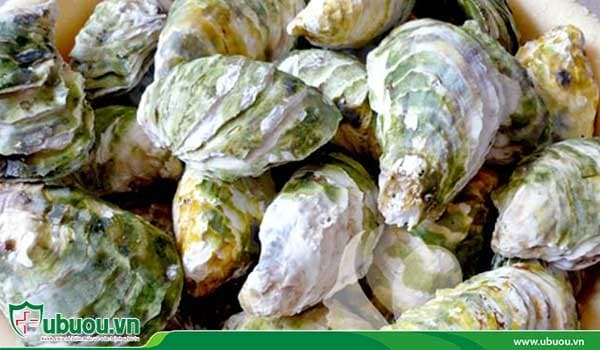 Mẫu lệ - Thành phần trong bài thuốc giúp điều trị ung thư gan giai đoạn 2 Mẫu lệ - Thành phần trong bài thuốc giúp điều trị ung thư gan giai đoạn 2