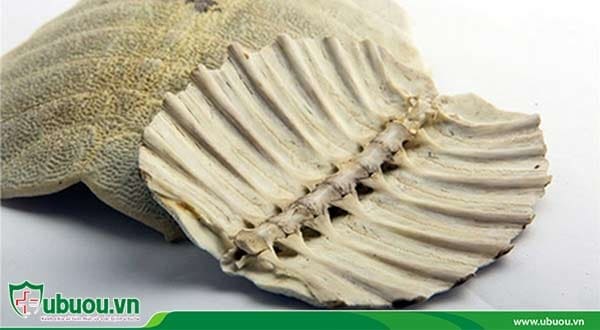 Miết giáp - Thành phần trong bài thuốc giúp điều trị ung thư gan giai đoạn 3 Miết giáp - Thành phần trong bài thuốc giúp điều trị ung thư gan giai đoạn 3