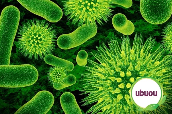 Vi khuẩn và các kí sinh trùng có thể gây bệnh u nang