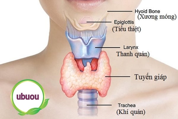 Hình ảnh tuyến giáp Hình ảnh tuyến giáp