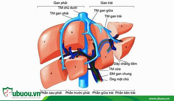 Phương pháp hóa trị liệu thuyên tắc động mạch gan