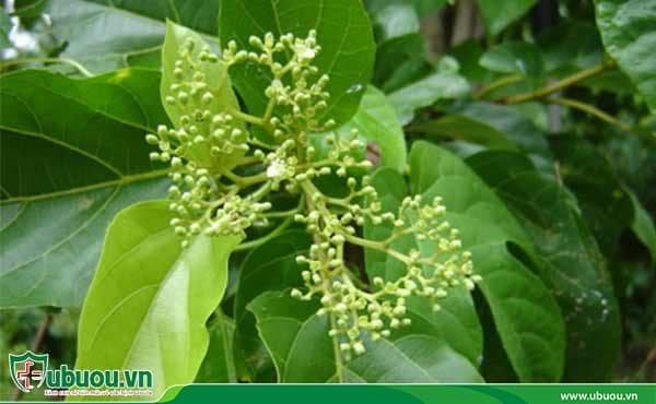 Có nhiều công trình nghiên cứu về tác dụng của cây xạ đen trong điều trị ung thư gan bằng Đông y Cây xạ đen có nhiều tác dụng tốt trong điều trị ung thư gan bằng Đông y