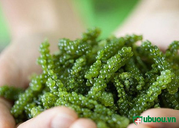 ăn nhiều rau xanh, tảo giúp điều trị ung thư