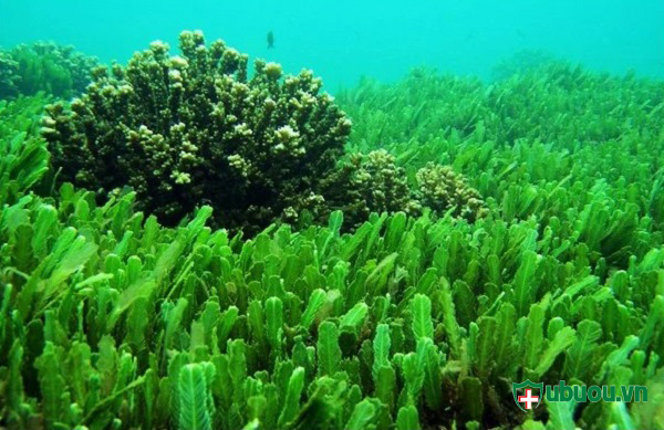 hình ảnh thực tế ngoài thiên nhiên của tảo lục chlorella