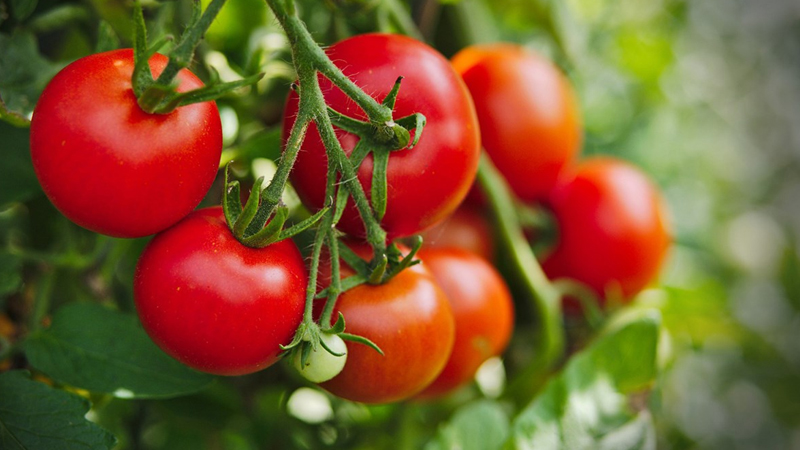 Thực hư tác dụng ăn cà chua chống ung thư đúng hay không?